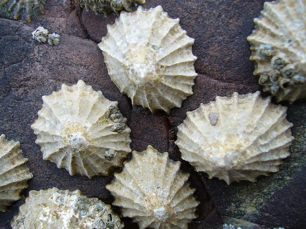 1280px common limpets1