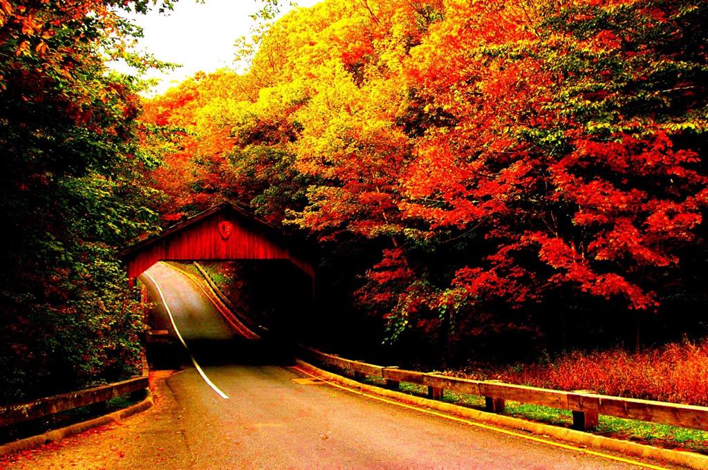 autumn road lovely travel fall nature walk high contrast hd wallpaper 1861594 Custom