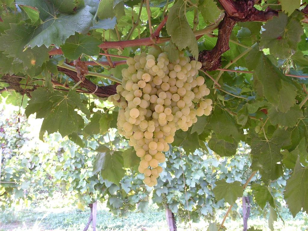 VITICULTURĂ ROMÂNEASCĂ: Majarcă albă 1 79 800 600 STRUGURI FEHER SZULTAN