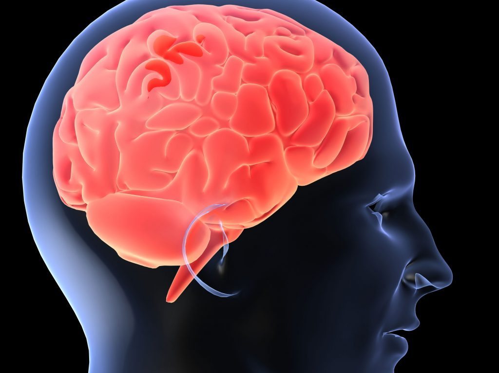 Neurobiologia agresivitatii si a comportamentului antisocial 1 Află cât la sută din creier folosim de fapt