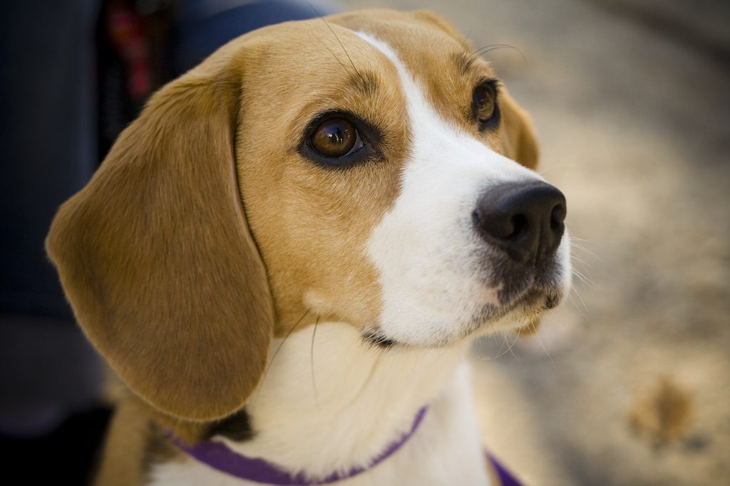 Beagle portrait Camry