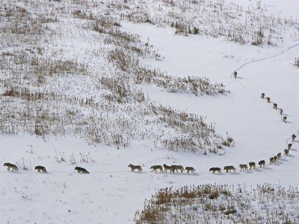 A emoționat Facebook-ul. Povestea uluitoare din spatele acestei fotografii 1 IDWolf Pack1