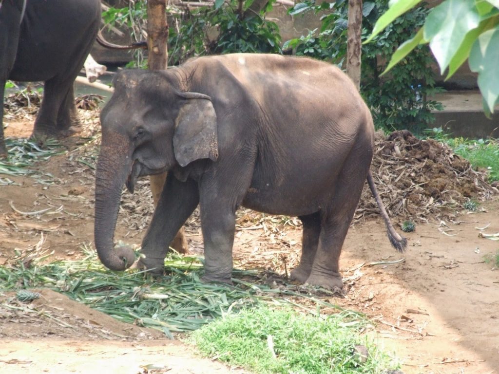 7.elefant