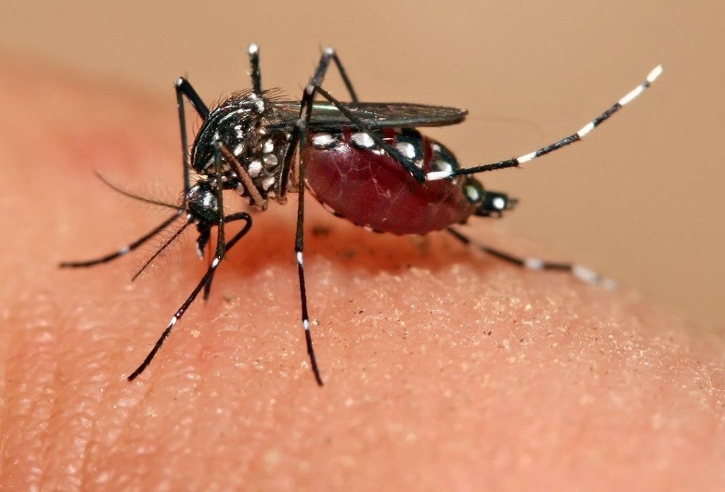 Aedes aegypti feeding