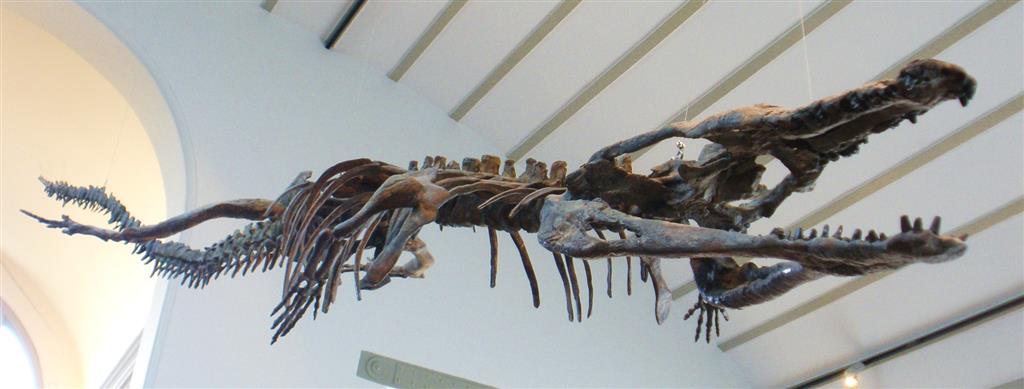 Machimosaurus sp