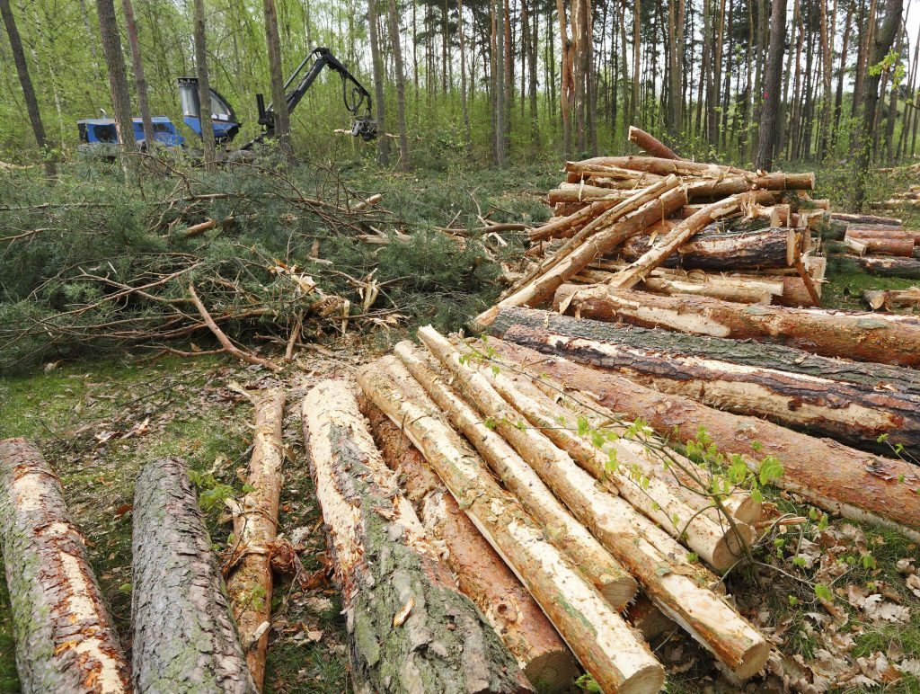 TĂIERI DE PĂDURI DEFORESTARE