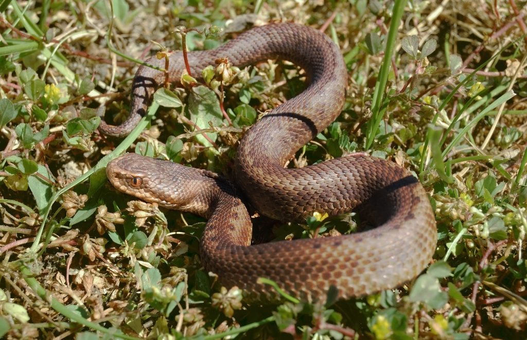 Vipera seoanei 05