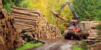 noi date in scandalul taierilor ilegale de paduri austriecii de la holzindustrie schweighofer cumpara doar 15 din lemnul procesat de la romsilva restul este achizitionat de la 1 000 de firme fara nume 172844