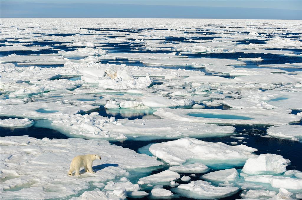 polar bear near north pole