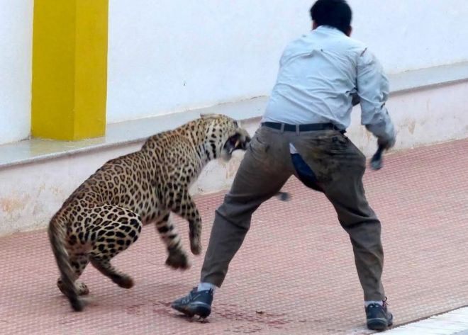 Un leopard a pătruns în incinta unei școli în India. Întâmplarea a fost filmată 1 88154257 88154251