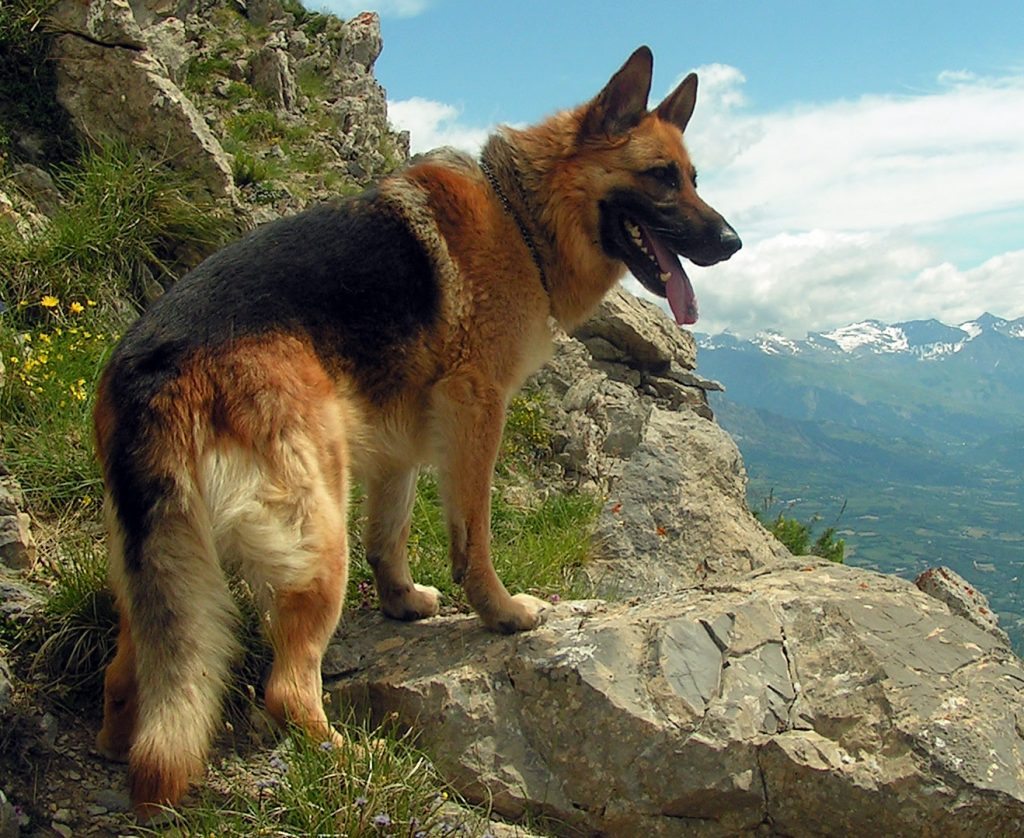 Berger allemand en montagne 2