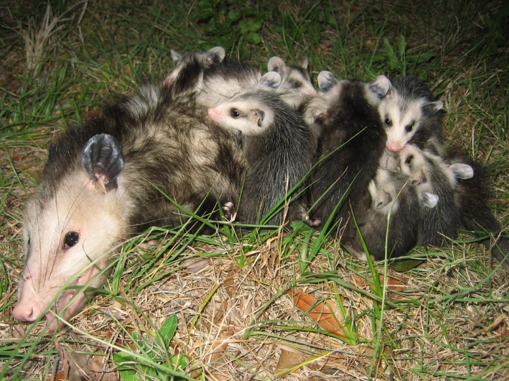 Opossums Picture Mom Babies 1 Custom
