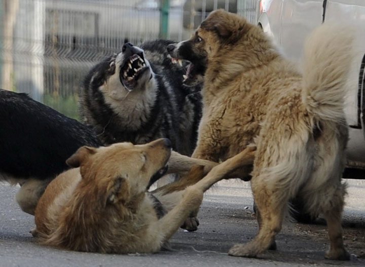 Timişorenii reîncep eutanasierea câinilor 1 aaaa 8