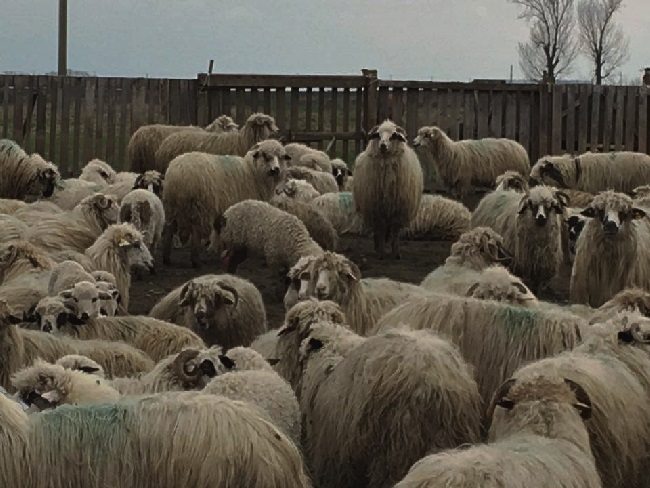 Zeci de miei au căzut victime câinilor vagabonzi, la o distanţă de câţiva kilometri de Arad 1 Stana