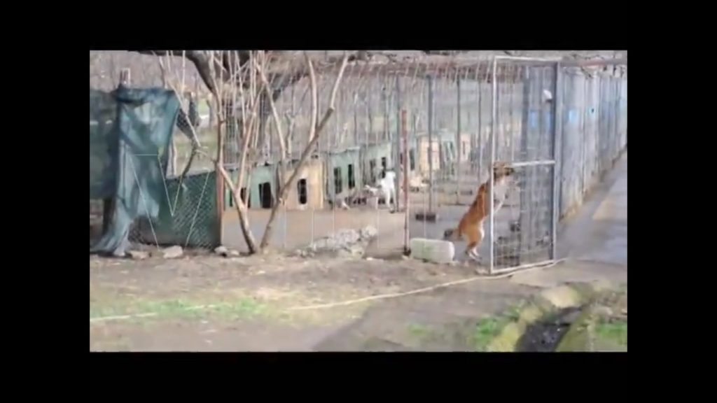 IMAGINI ȘOCANTE! MASACRU ÎN PADOCUL PRIMÃRIEI DIN BÂRLAD! (foto, video) 1 barlad