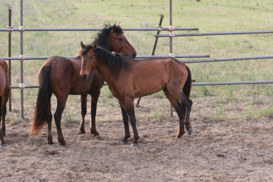 DSV l-a amendat doar pentru lipsa actelor pe proprietarul calului maltratat la Felnac 1 cai