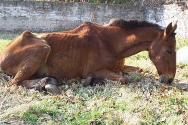 Caz de o cruzime ieșită din comun în Felnac- un cal cu piciorul rupt e târât după căruță prin sat ! 1 cal