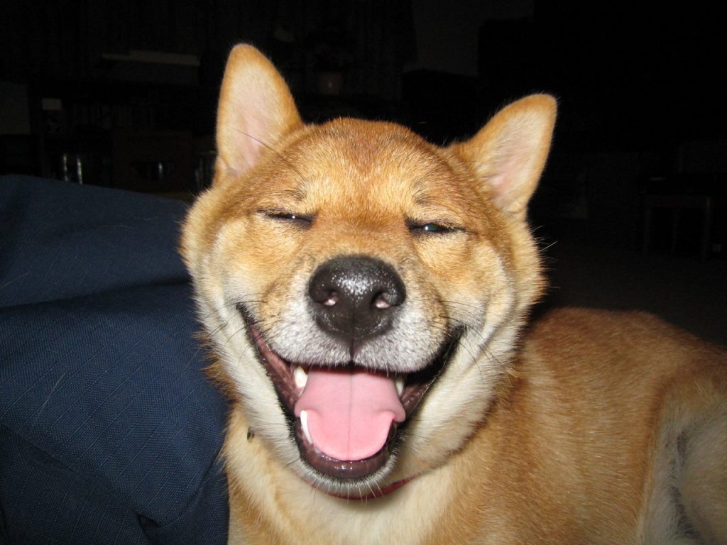 happy dog