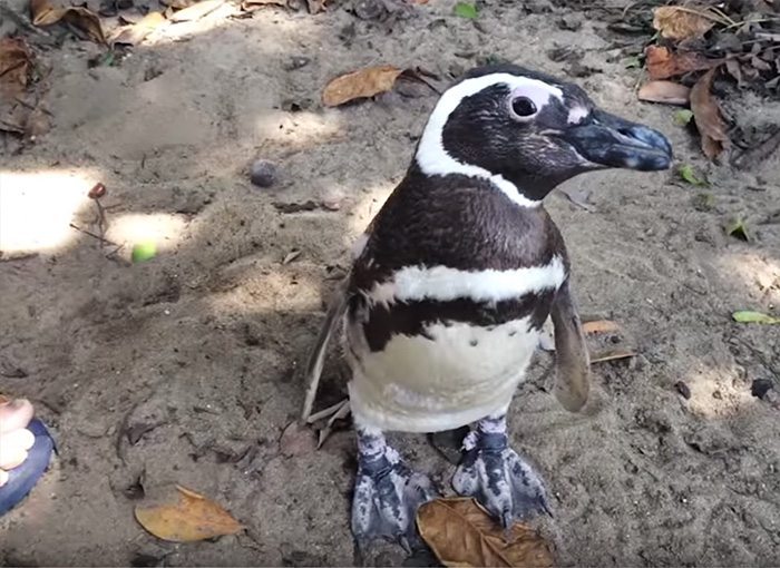 man saves penguin returns swims 5000 miles 14