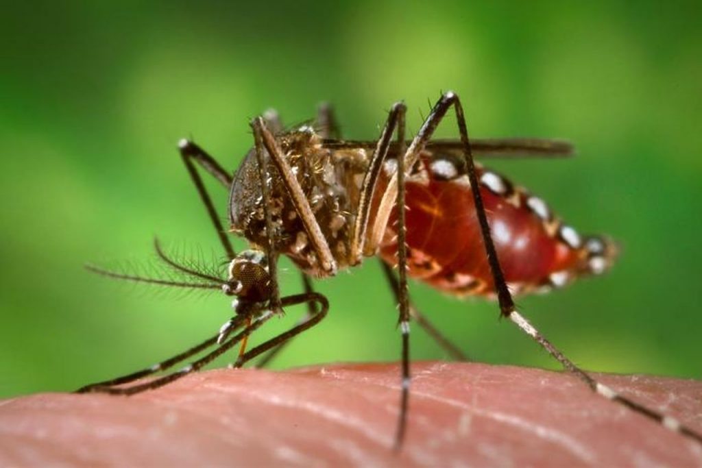 Aedes aegypti during blood meal.0