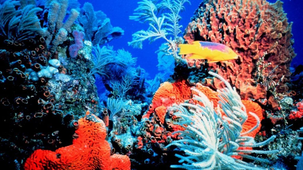Marea Bariera de Corali Documentar VIDEO