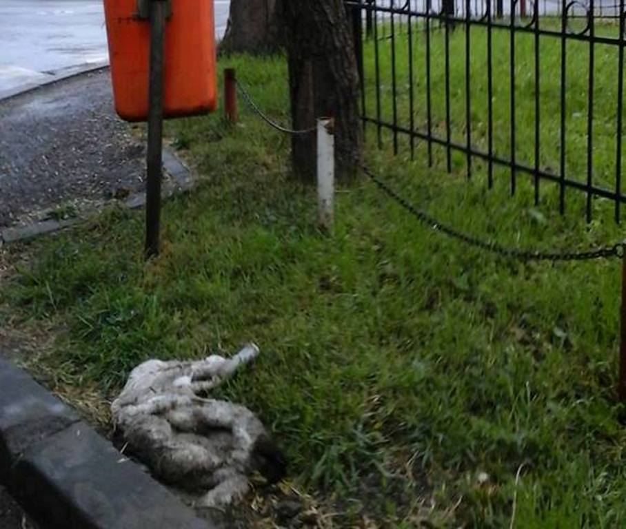Blănuri de miei sacrificați, aruncate pe o stradă din centrul Aradului 1 piele miel