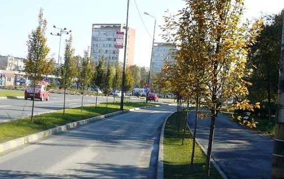Toate oraşele din jurul nostru înfloresc: 188 de arbori mari plantaţi la Oradea 1 plantari