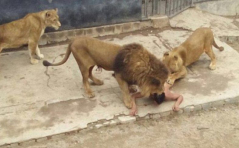 1lion 81191300 70970400