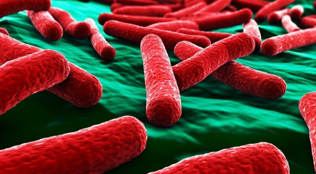 Bacteria E-Coli, descoperită la un abator de lângă Arad. Ce măsuri s-au luat 1 e coli