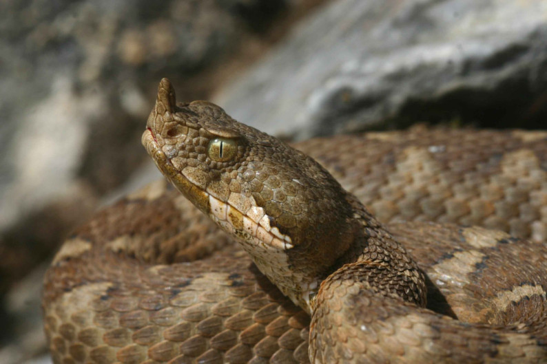 vipera sursa mwilsonherps.wordpress.com