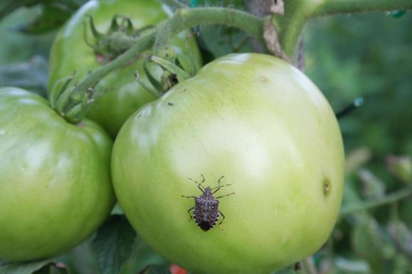 Cât de nocivi sunt gândacii urât mirositori care ne invadează toamna casele? 2 gandac puturos pe tomata shutterstock_1169167666