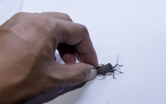 Cât de nocivi sunt gândacii urât mirositori care ne invadează toamna casele? 4 gandacul puturos tinut in mana shutterstock_737479351