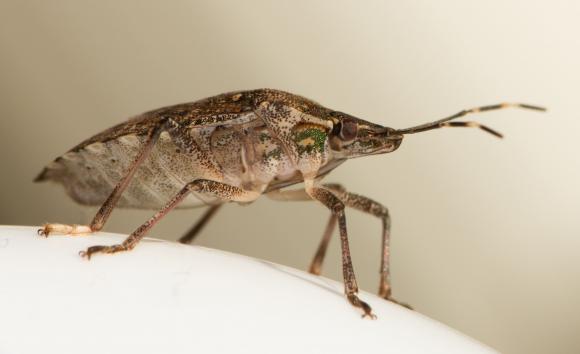 Cât de nocivi sunt gândacii urât mirositori care ne invadează toamna casele? 3 gandac puturos shutterstock_742393321